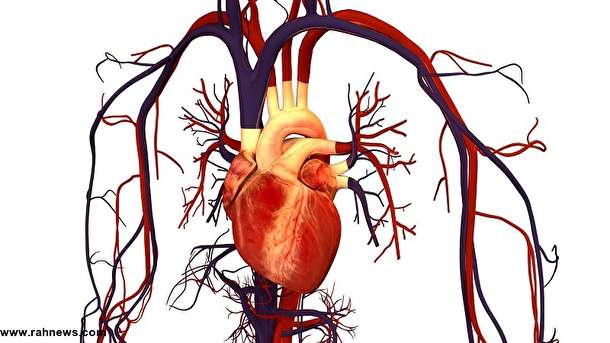 با ورزش منظم رگ های قلب خود را جوان نگه دارید